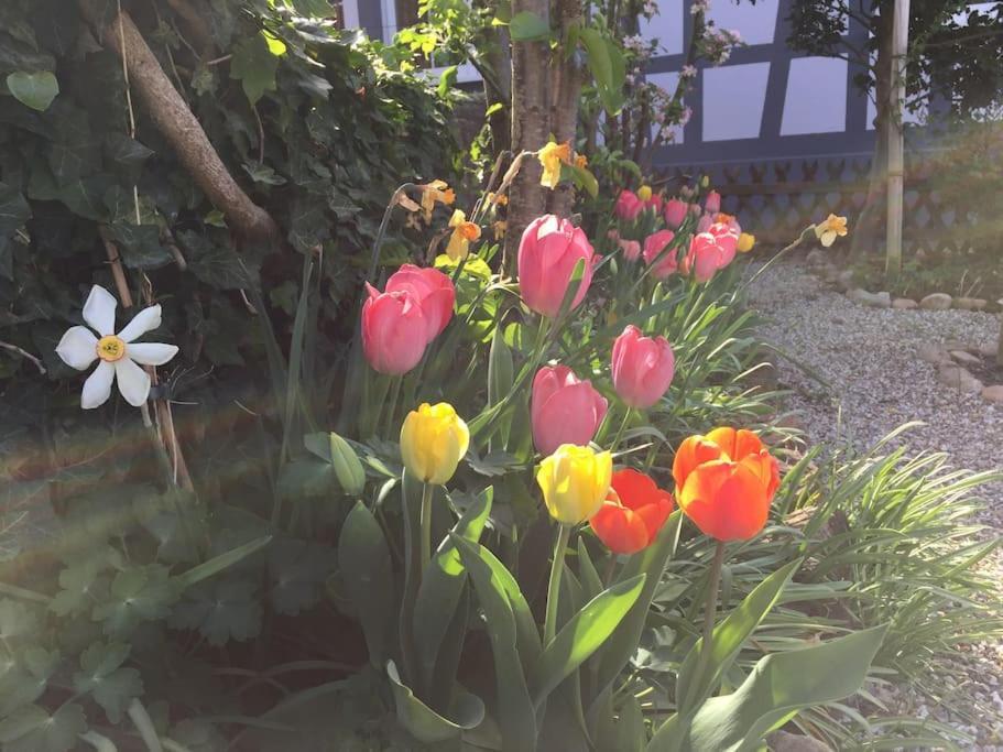 Privat Apartment- Near Strasbourg, Baden Baden Appartement Rheinau