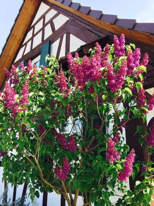 Privat Apartment- Near Strasbourg, Baden Baden Appartement *